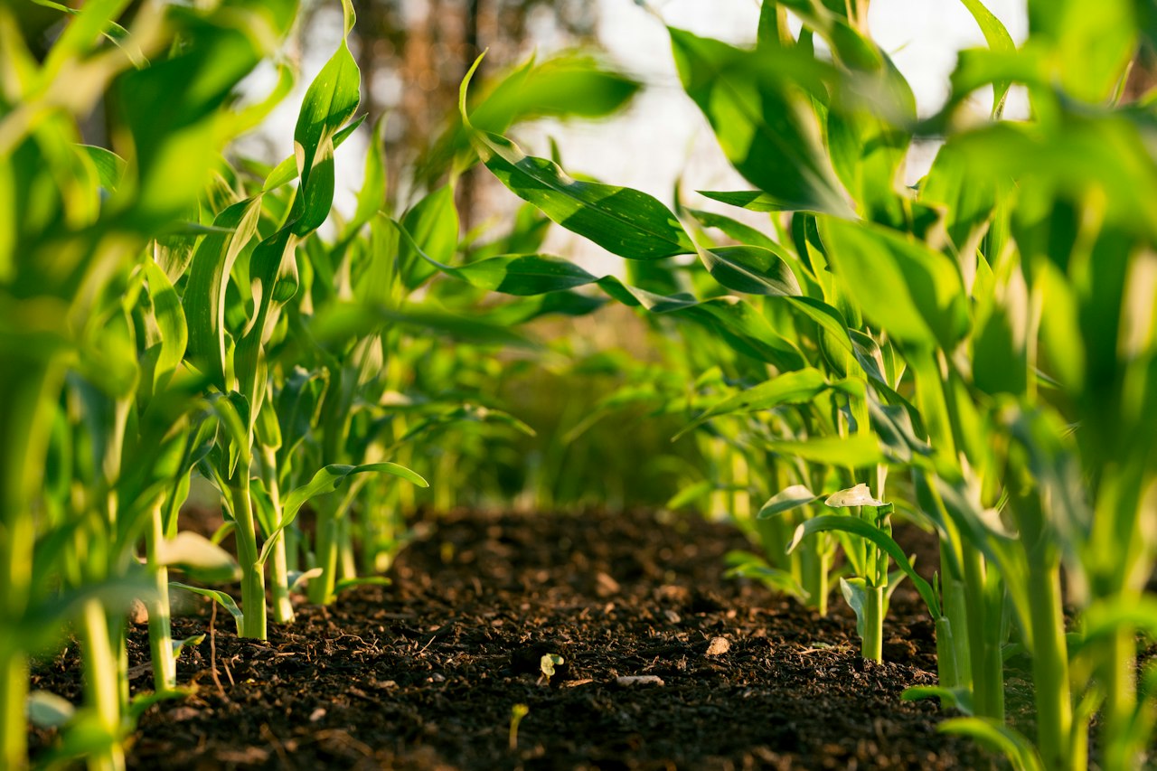 Young seedlings emerging in even rows of soil