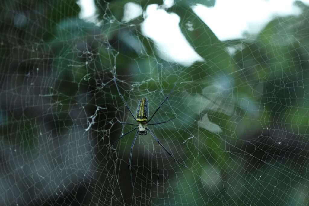 A spider web with dew drops