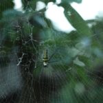 A spider web with dew drops