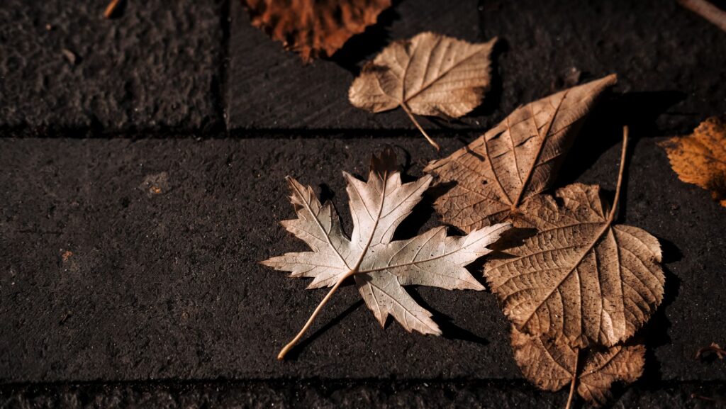 Fallen autumn leaves on the ground