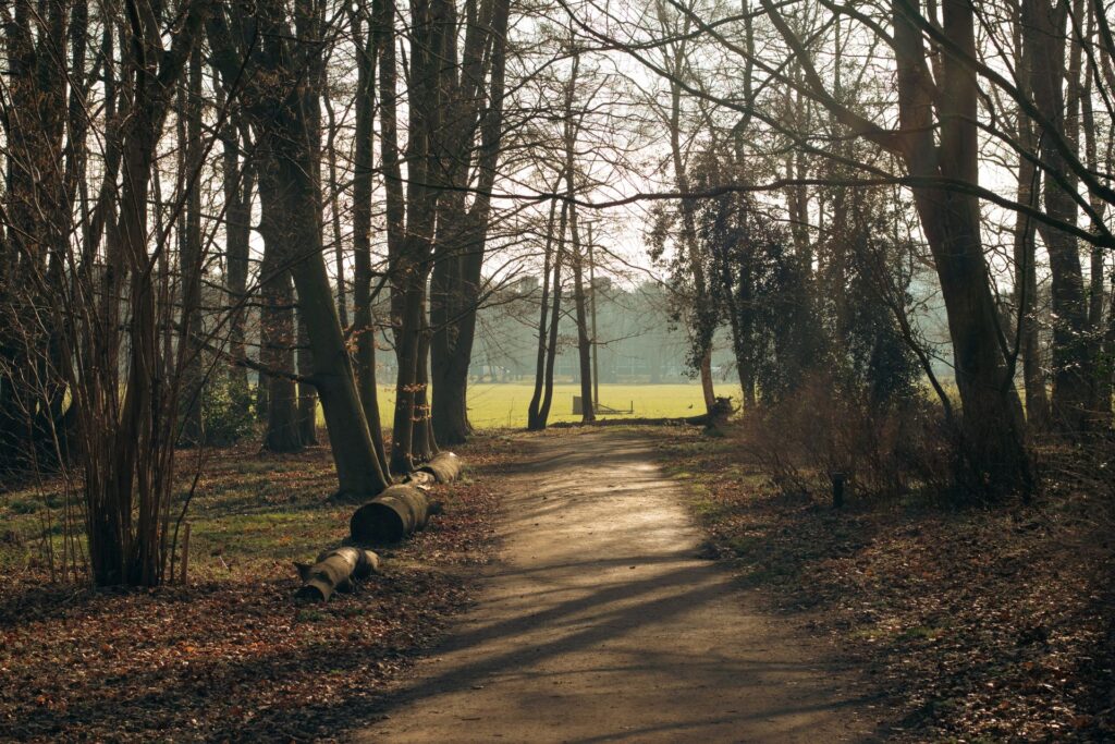Two paths through a park