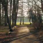 Two paths through a park