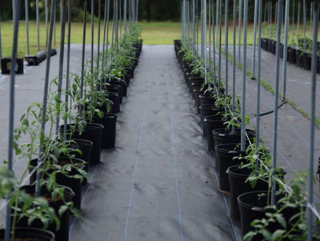 Seedlings growing in rows