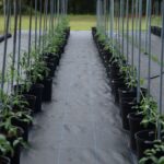Seedlings growing in rows