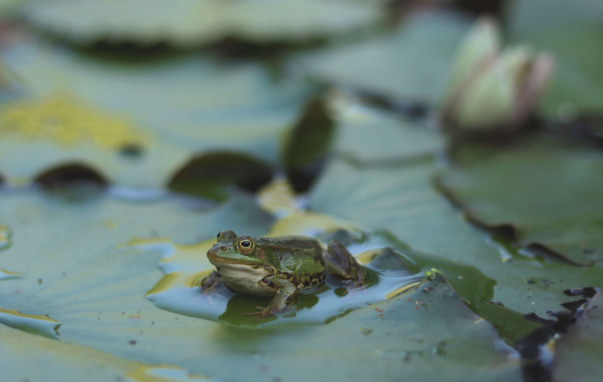 A frog on a leaf