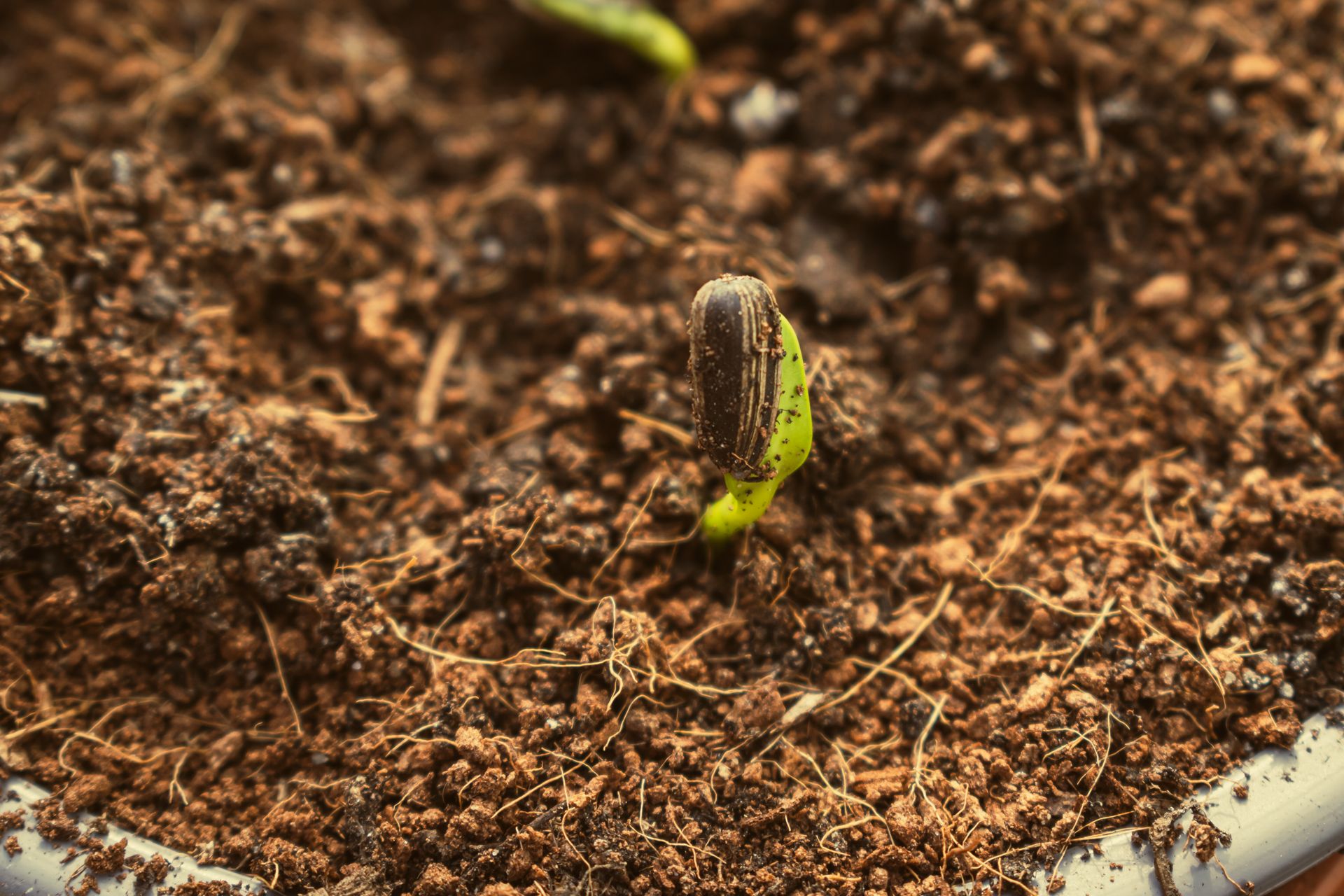 A plant growing in soil
