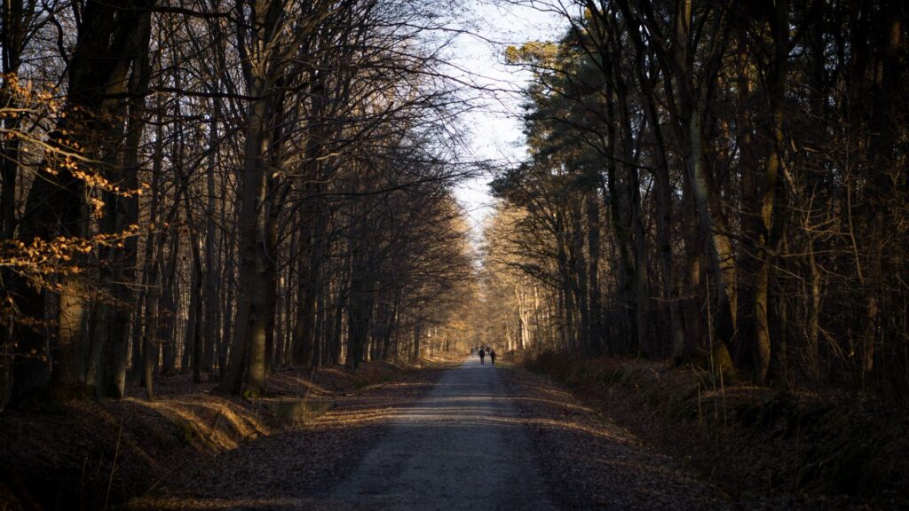 Two paths in a forest