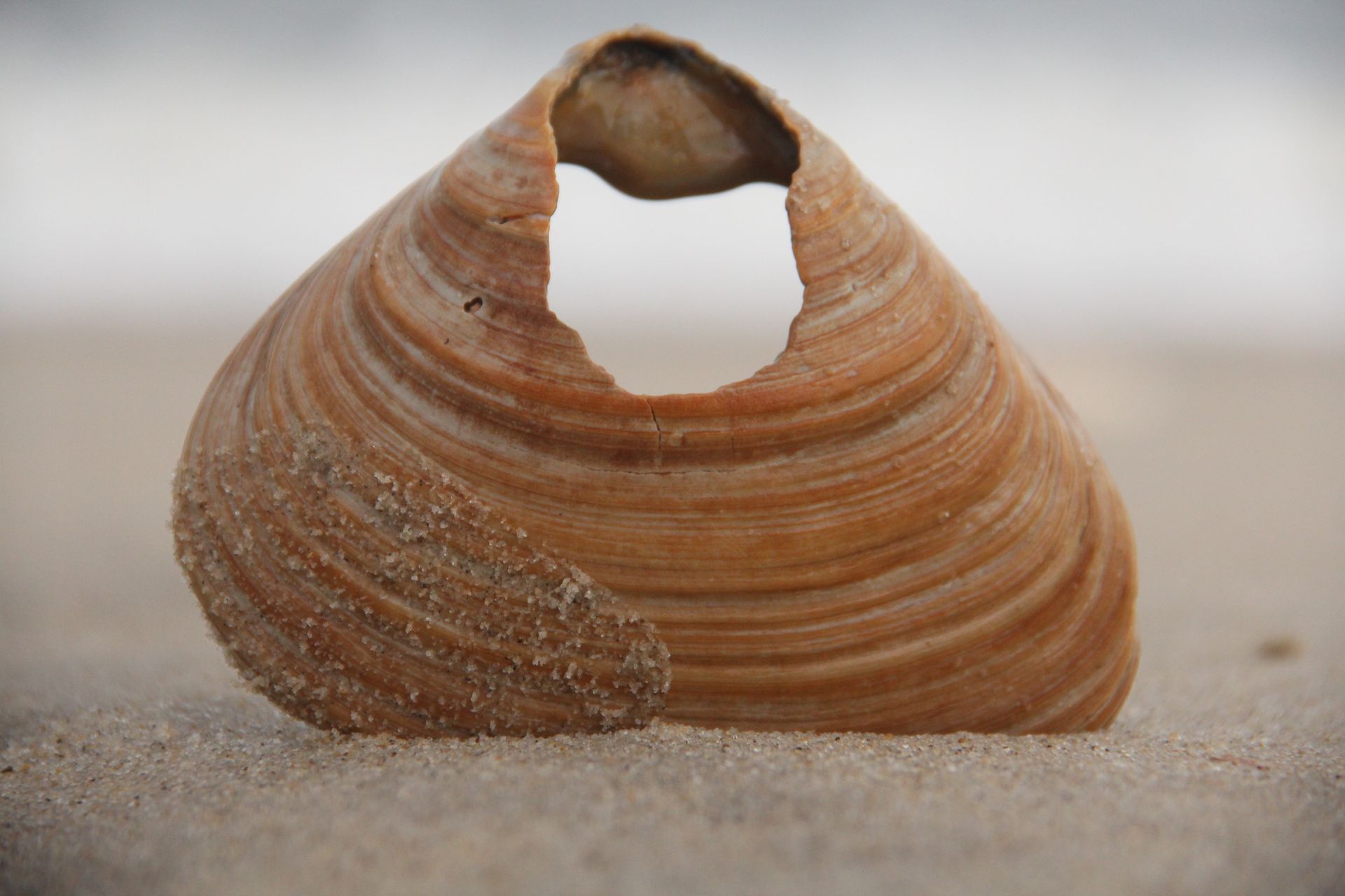 An almost empty HTML shell