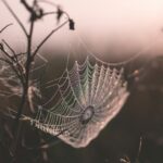 A spider web in morning light